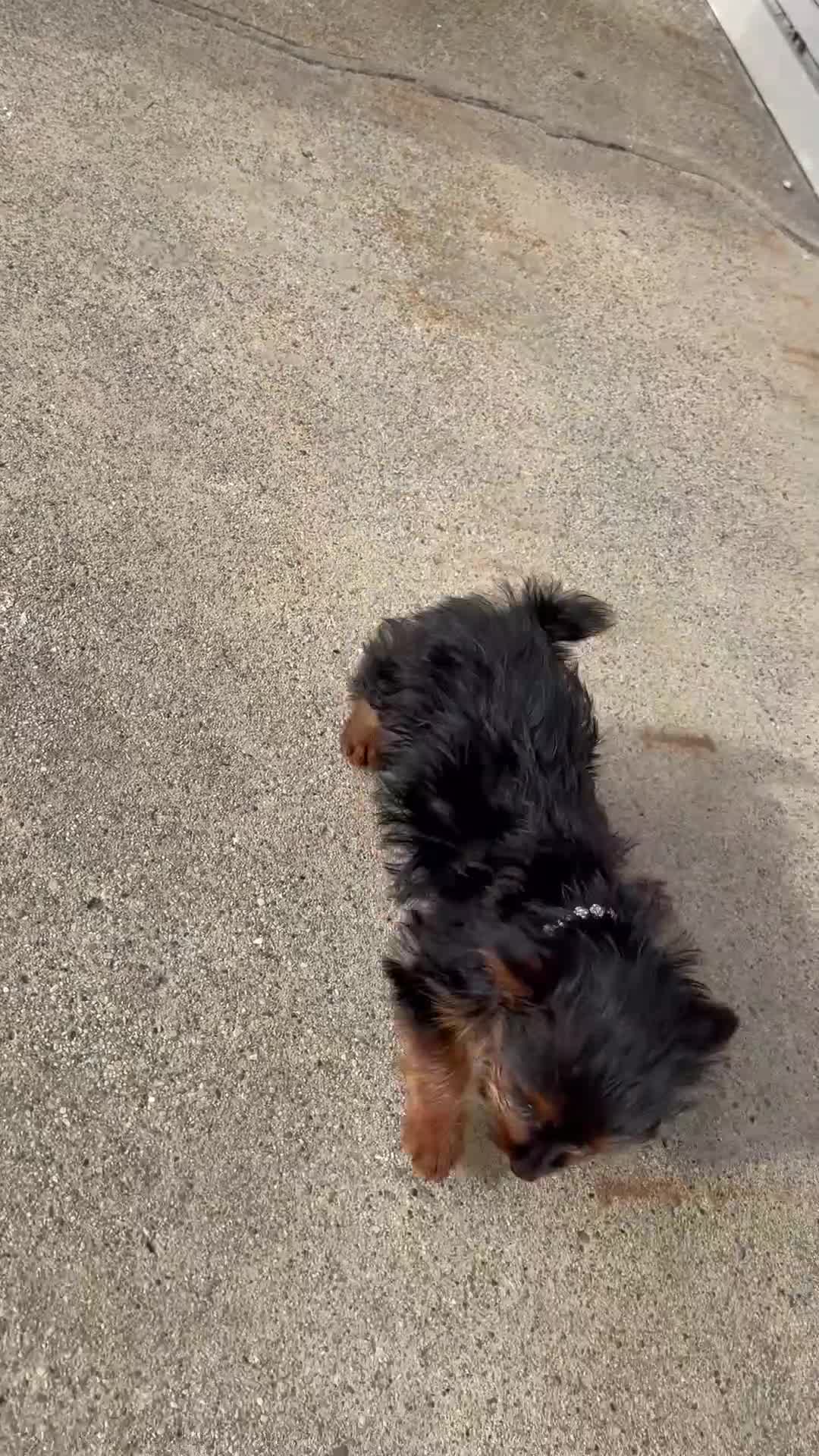 Yorkshire Terrier dogs for sale: Yorkshire Terrier 1 - Video 3