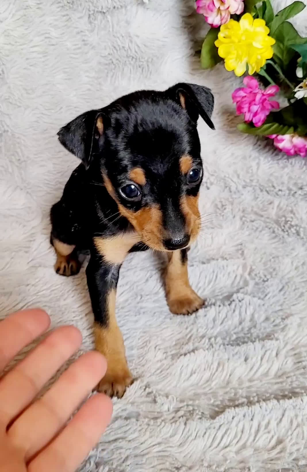 Miniature Pinscher dogs for sale: Belle  - Video 1