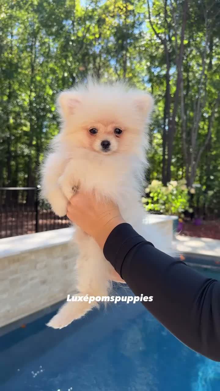Pomeranian dogs for sale: Teddy, JR - Video 2
