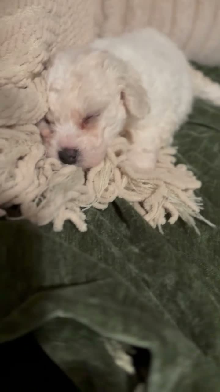 Bichon Frise dogs for sale: Betty White  - Video 1