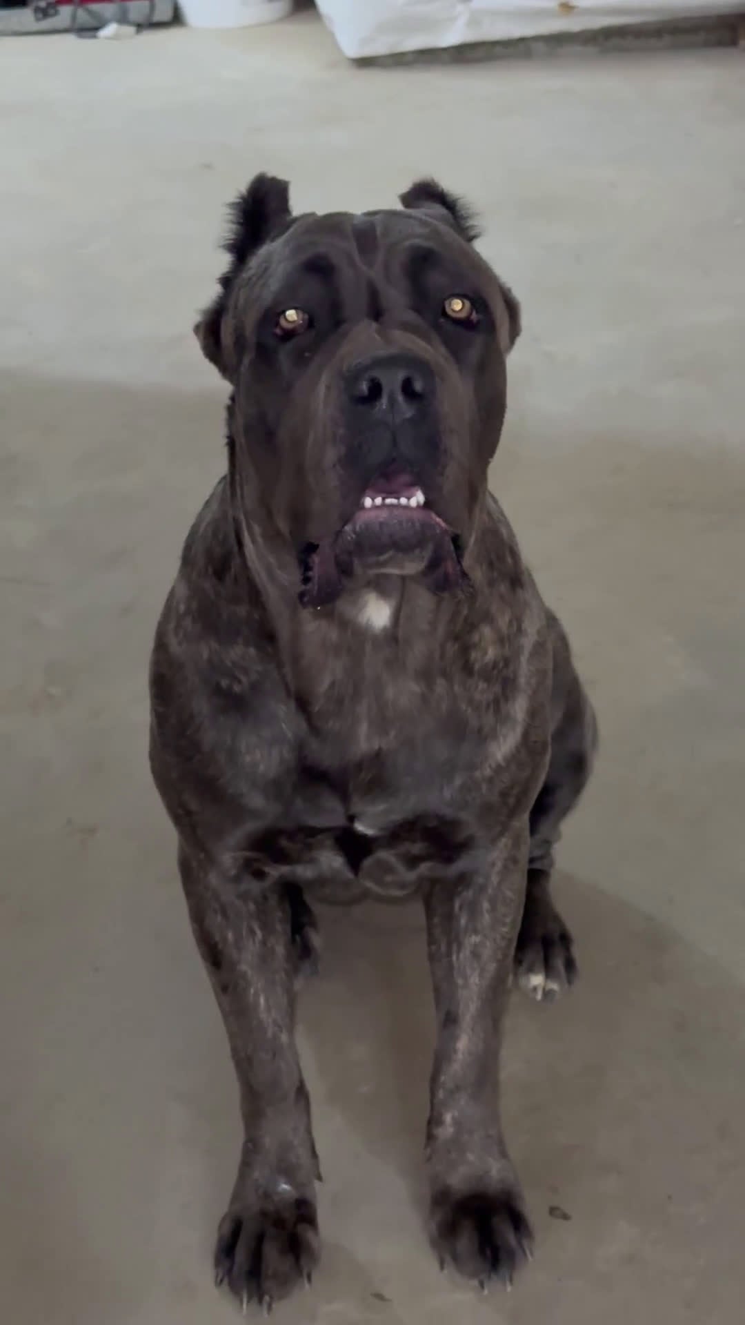 Cane Corso dogs for sale: Emma - Video 1