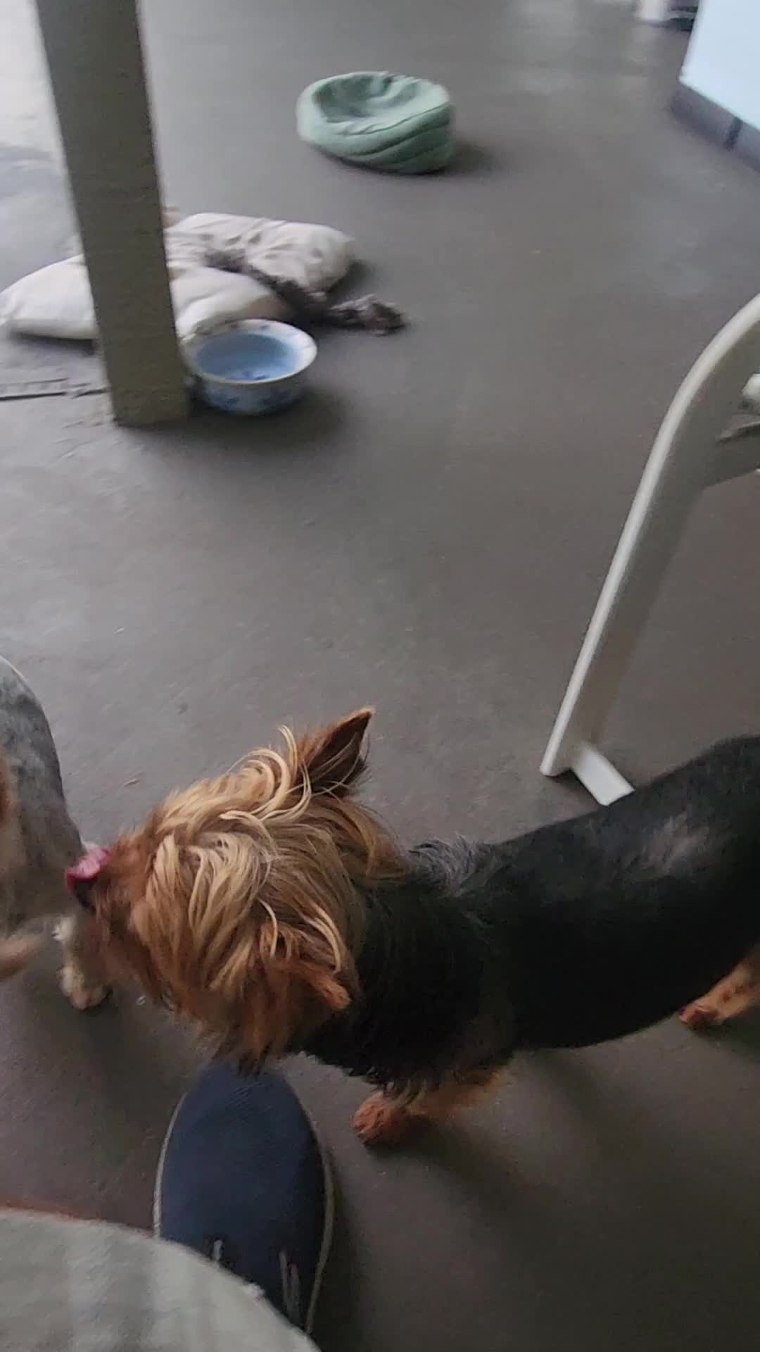 Yorkshire Terrier dogs for sale: Yorkshire Terrier Puppy 1 - Video 1
