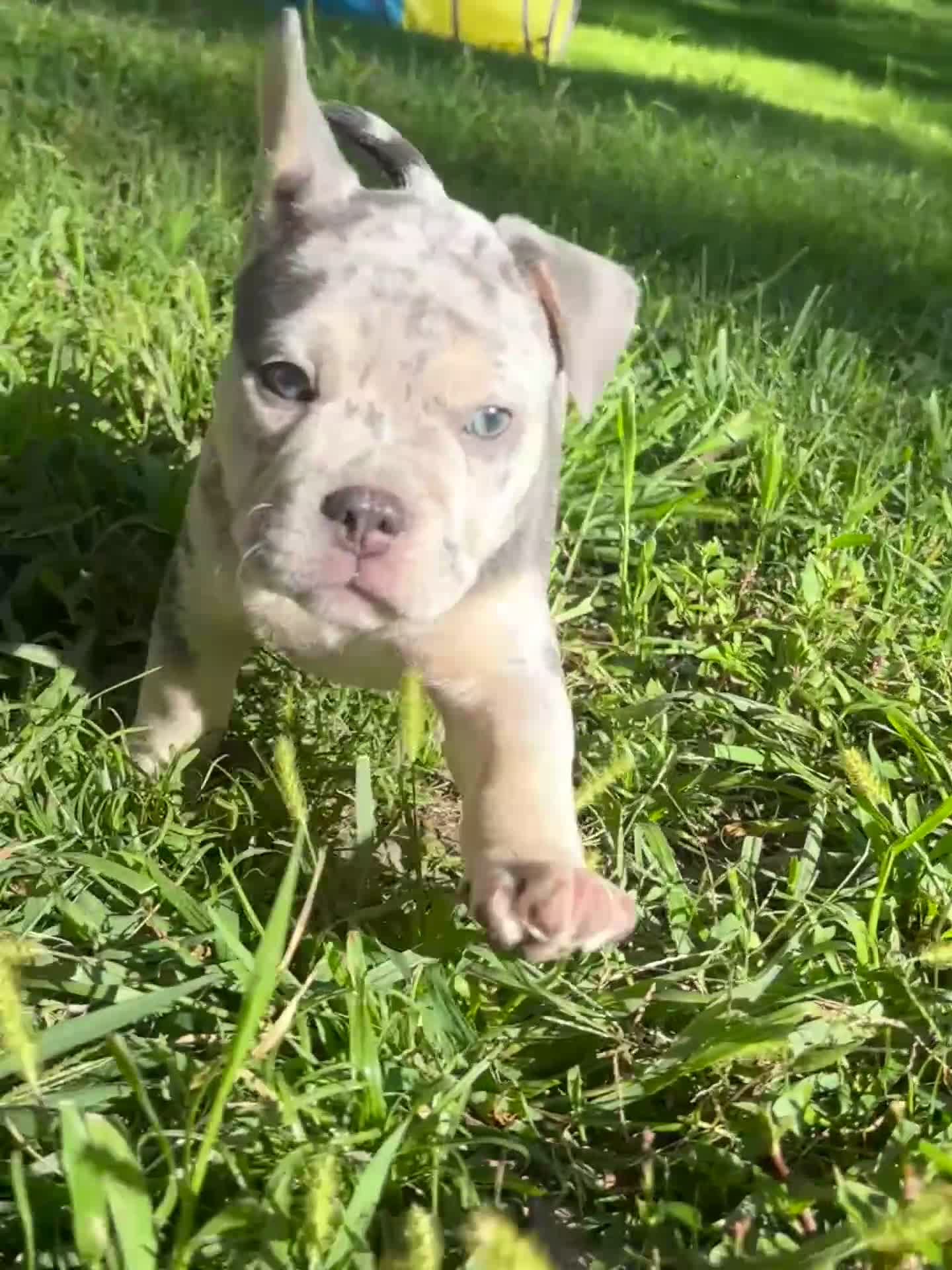 American Bully dogs for sale: Princess  - Video 1