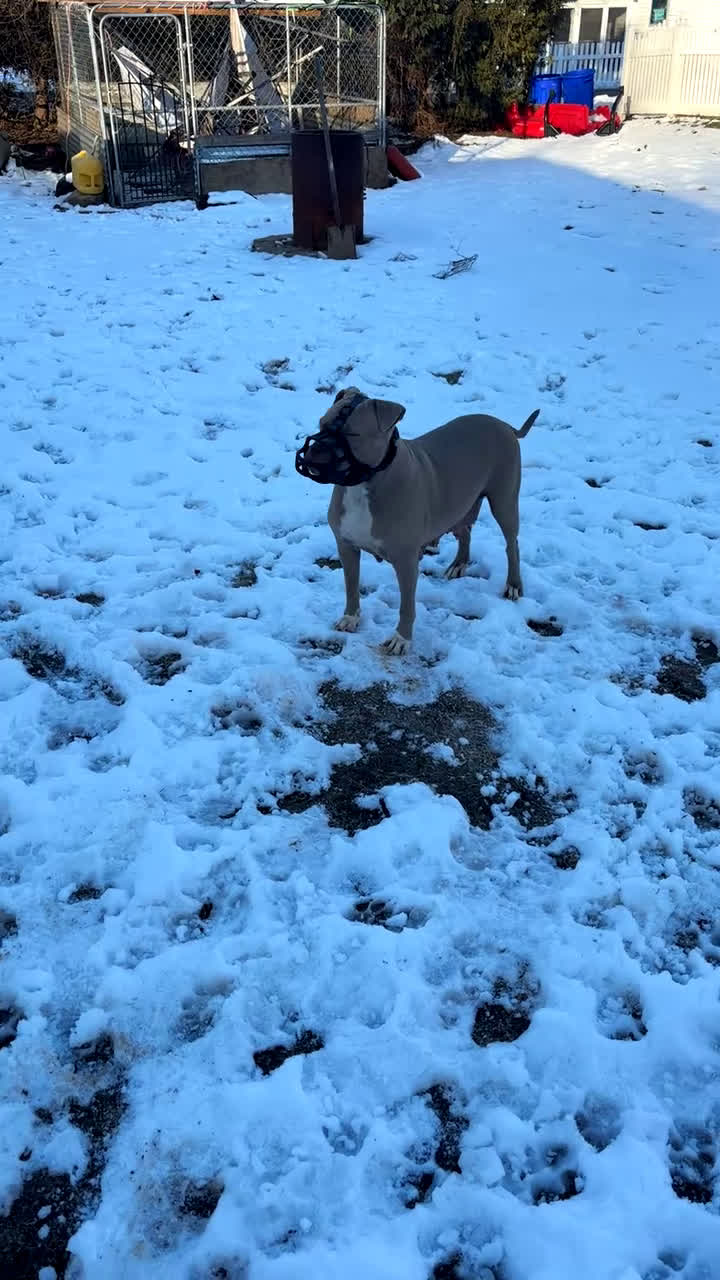 American Bully dogs for sale: Fawn ghost Merle  - Video 2