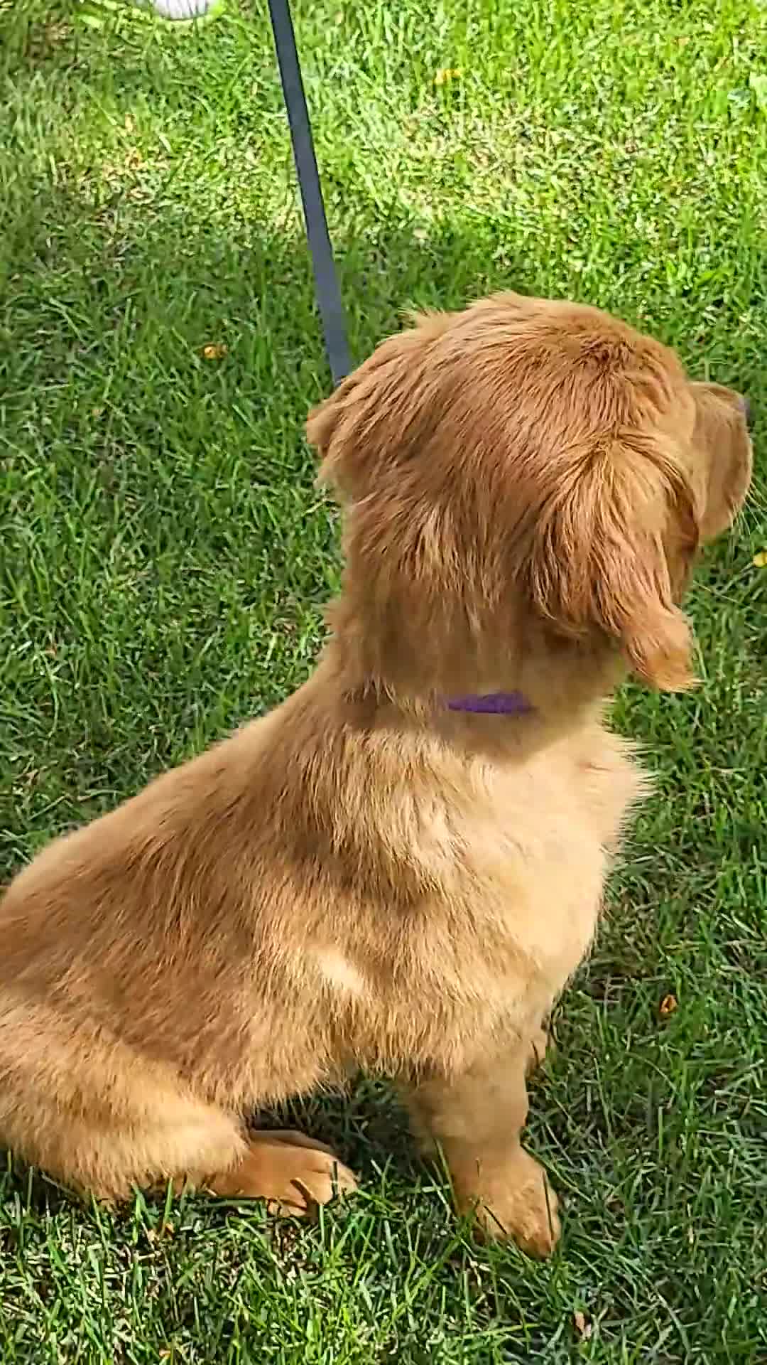 Mixed Breed dogs for sale: Mia - Irish Goldendoodle  - Video 1