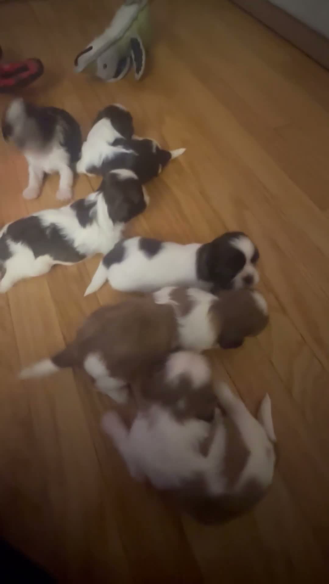 Shih Tzu dogs for sale: Whiskey  - Video 1