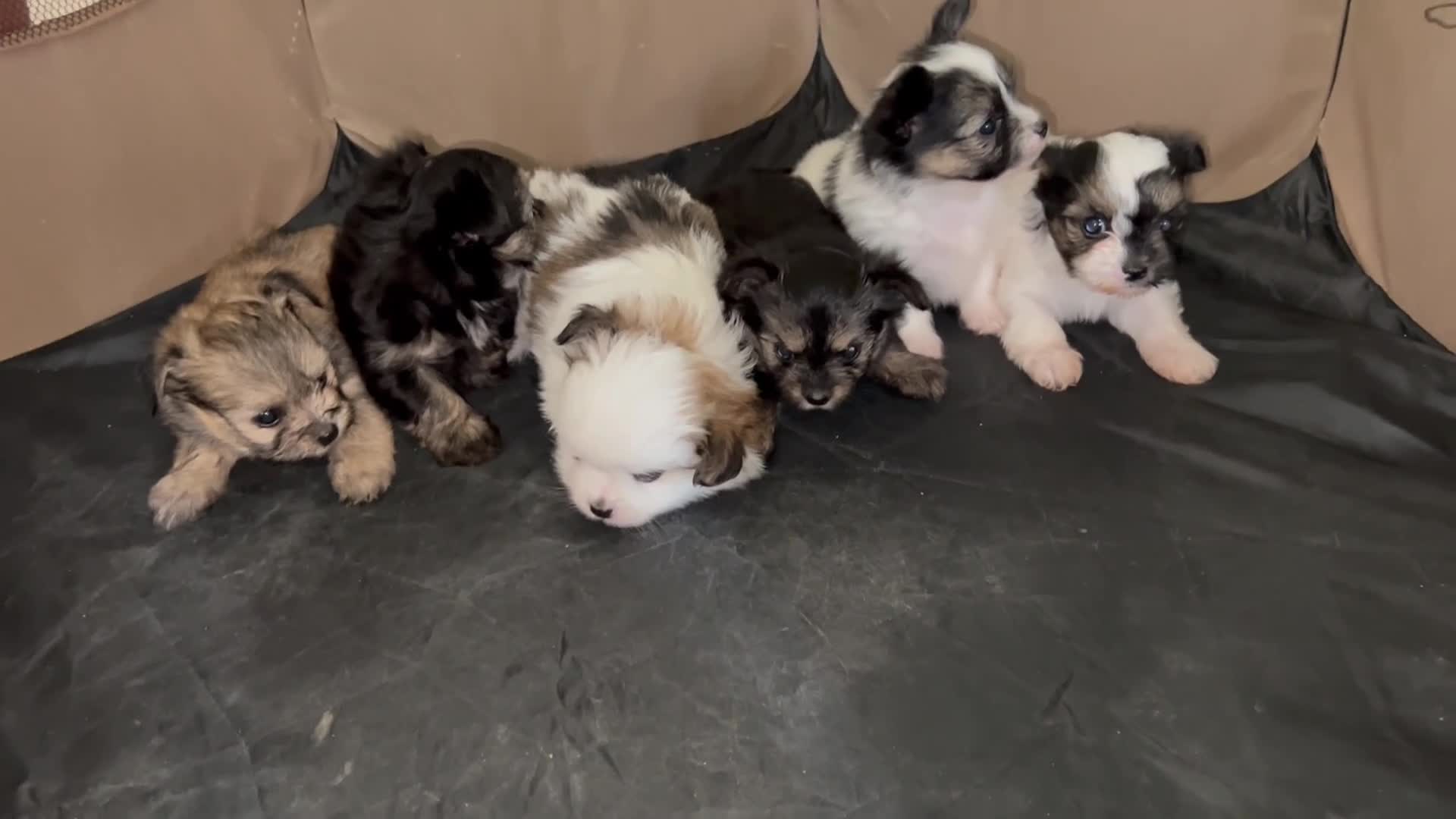 Mixed Breed dogs for sale: Mixed Breed 1 - Video 1