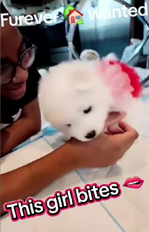 Samoyed dogs for sale: BABY Snow - Video 1