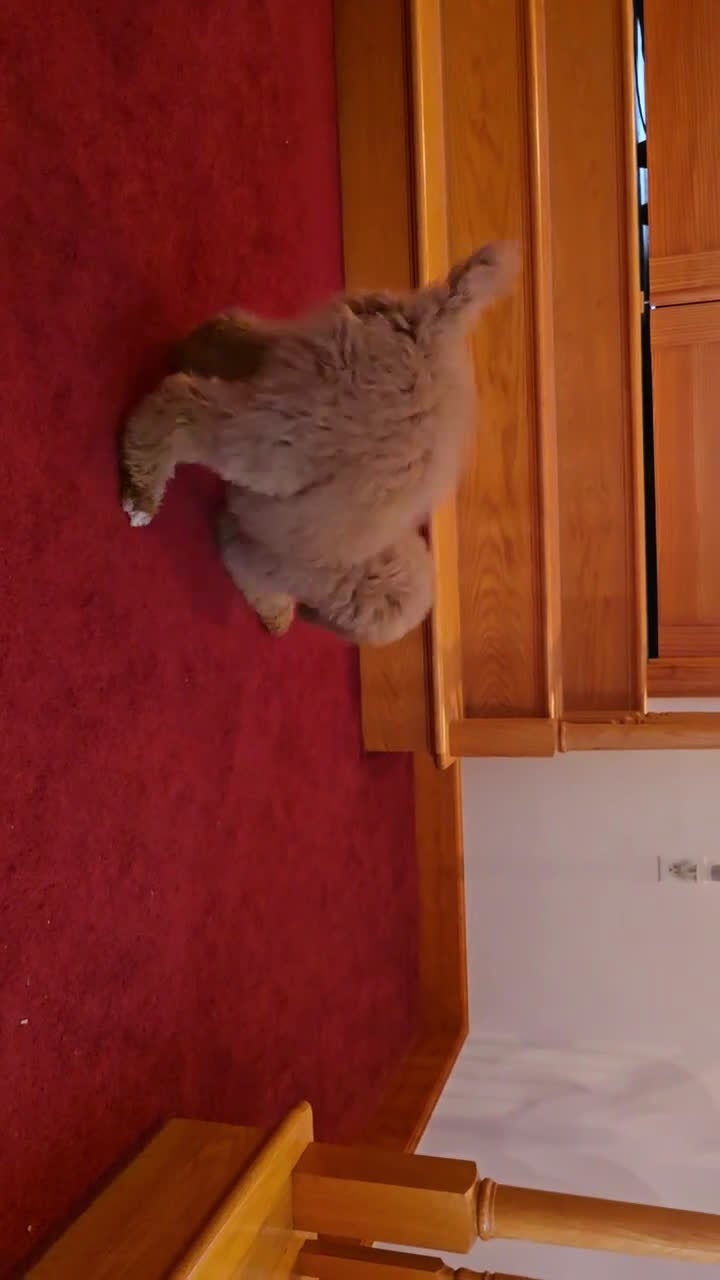 Standard Poodle dogs for sale: Holly - Video 1