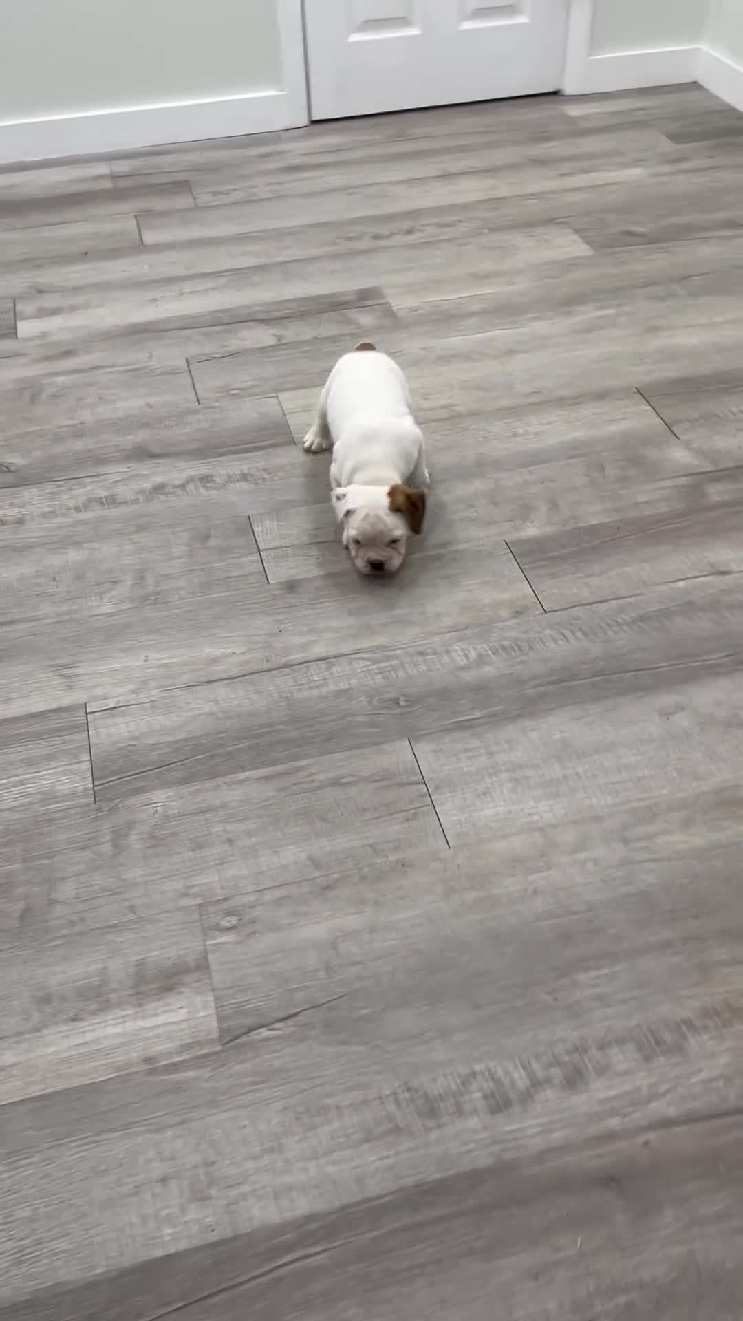 Beabull dogs for sale: Duke - Video 1