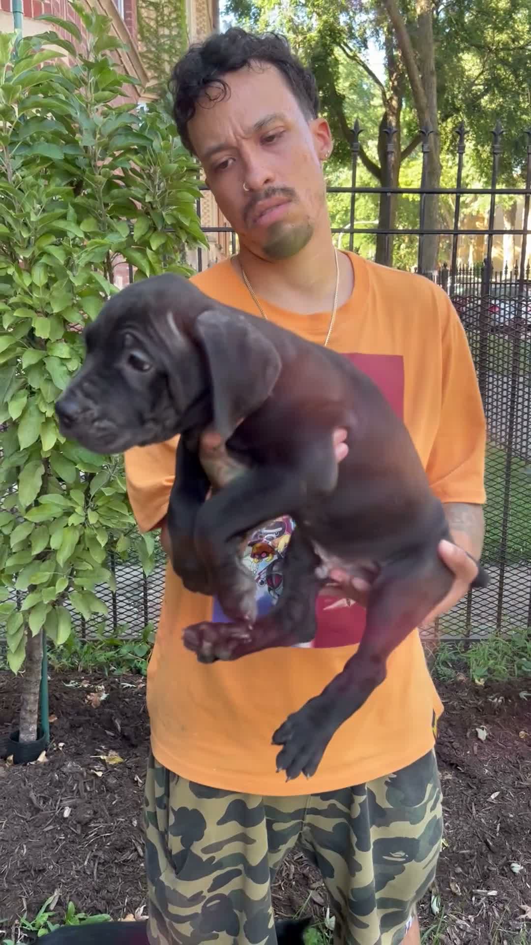 Cane Corso dogs for sale: Black Male Cane Corso Puppy #3 - Video 1