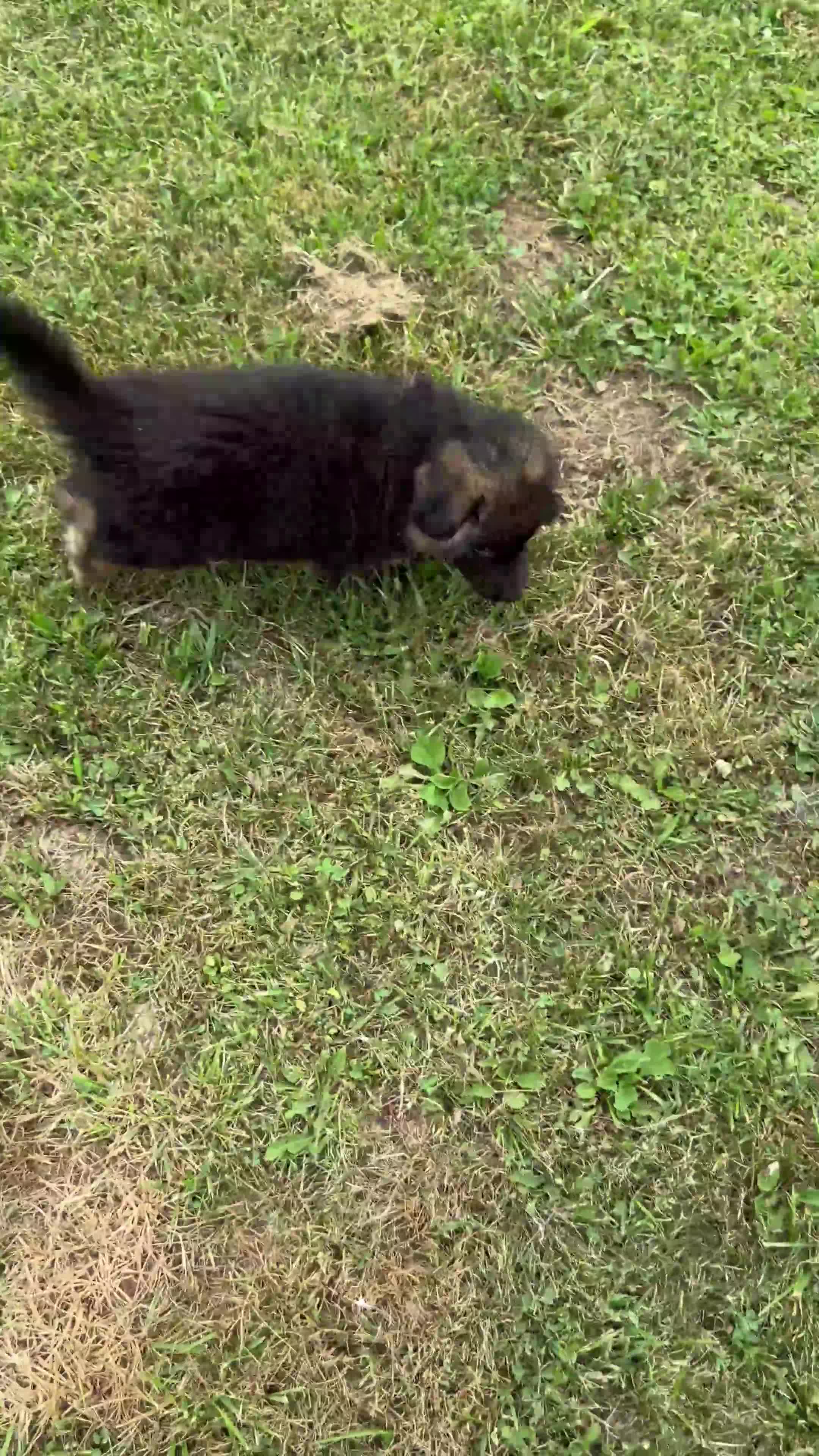 German Shepherd dogs for sale: Jasper - Video 1