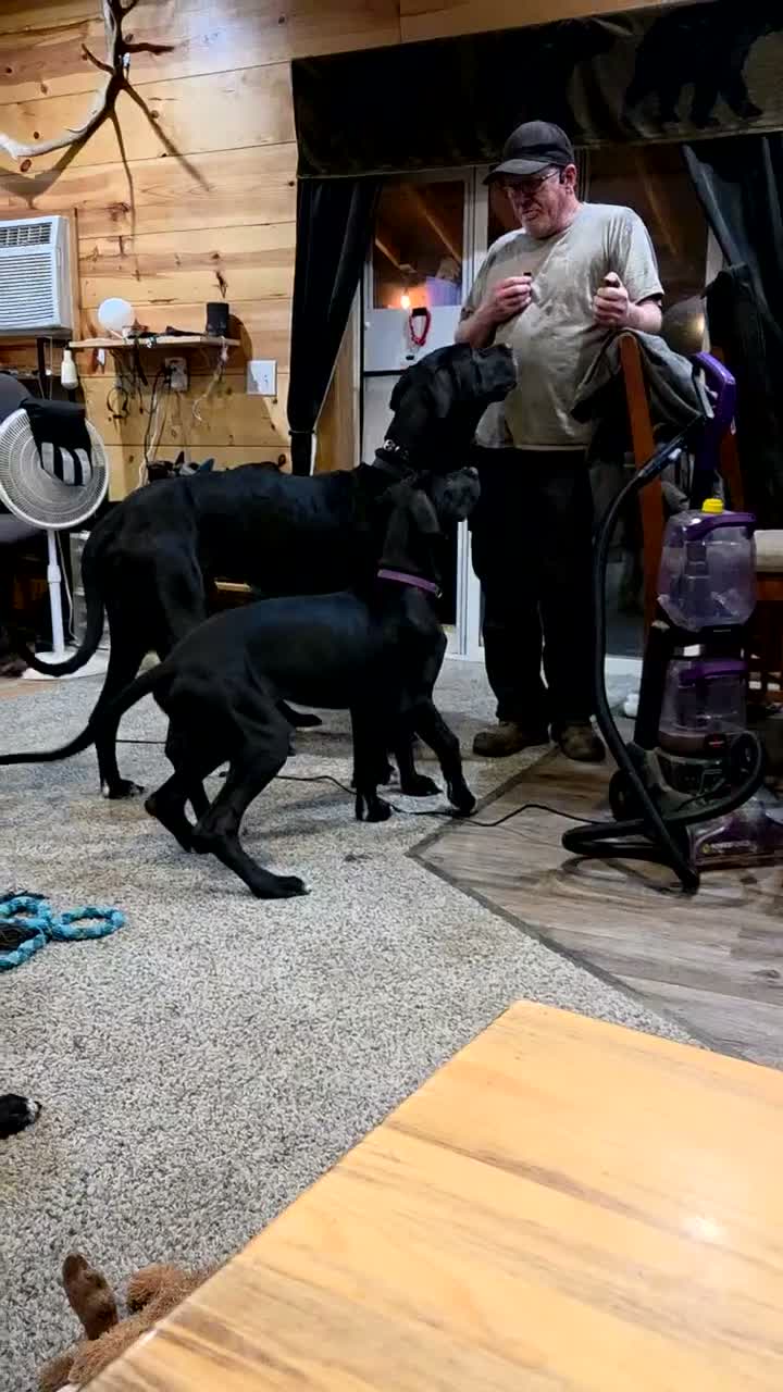 Great Dane dogs for sale: Great Dane 1 Grey collar  - Video 1