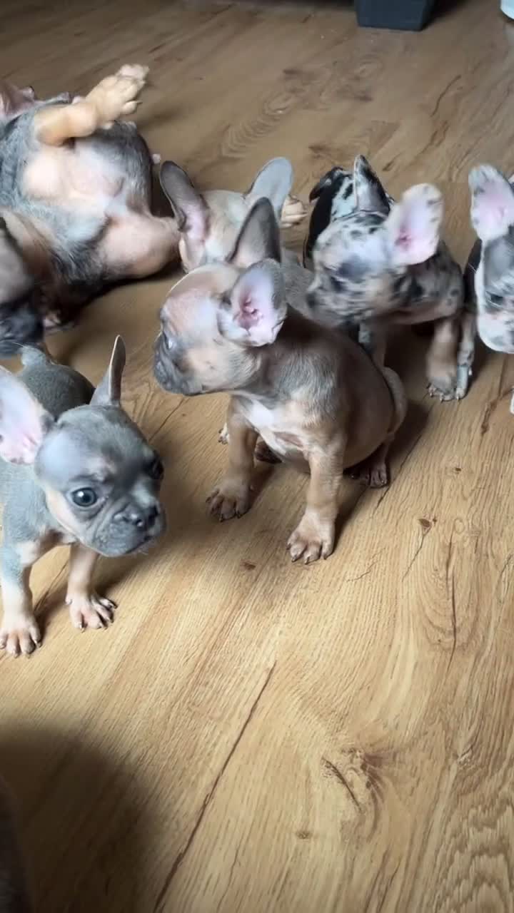 French Bulldog dogs for sale: French Bulldog 2 - Video 1