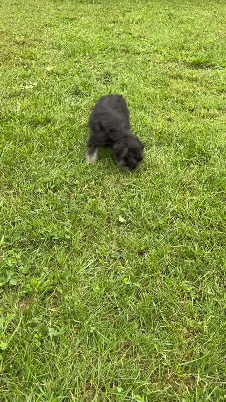 Miniature Schnauzer dogs for sale: Tiffany Miniature Schnauzer  - Video 2