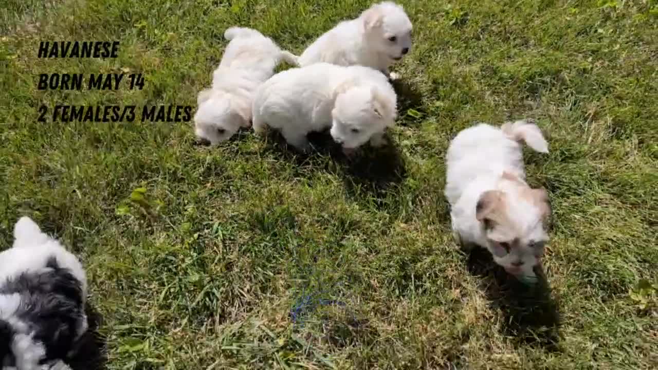 Havanese dogs for sale: Talia - Video 2