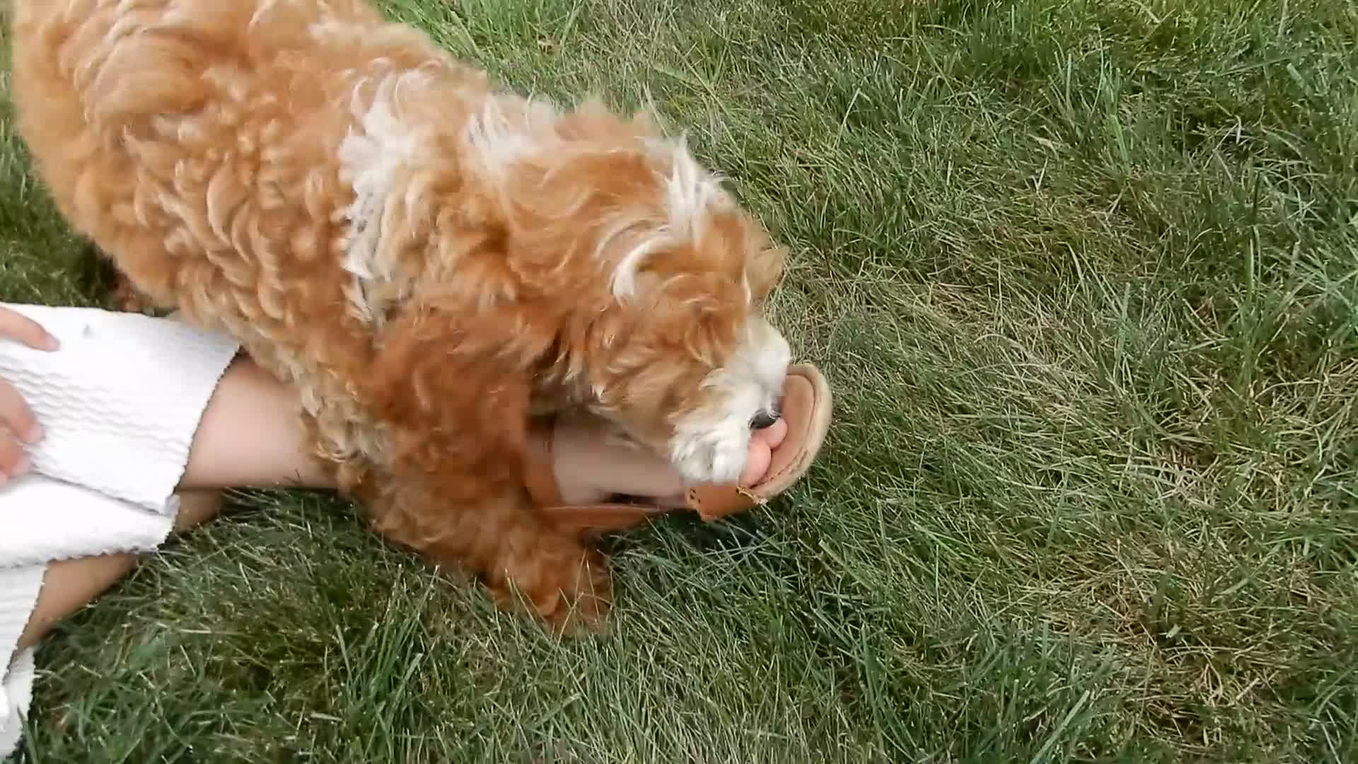 Mini Goldendoodle dogs for sale: Charlie - Video 1