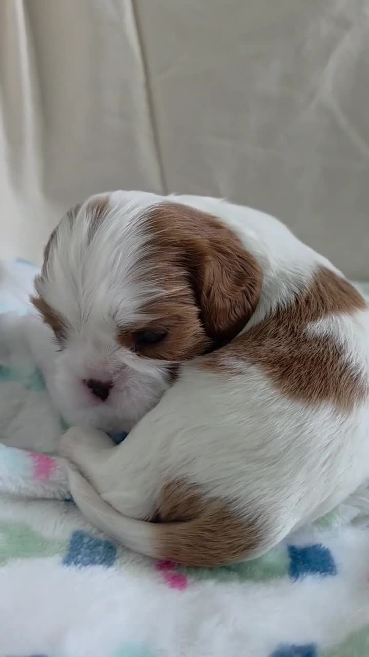 Cavalier King Charles Spaniel dogs for sale: Ben - Video 1