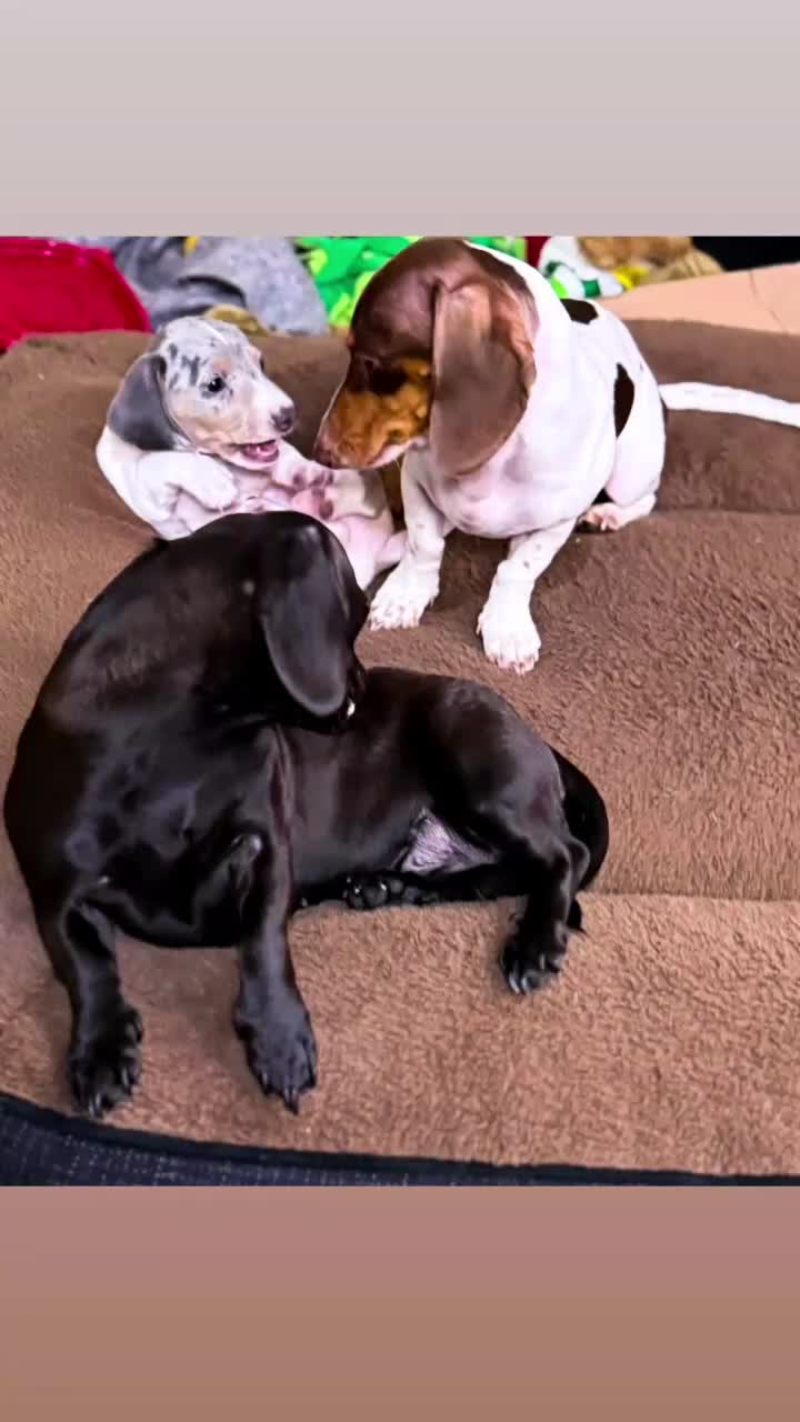 Miniature Dachshund dogs for sale: Miniature Dachshund  - Video 1
