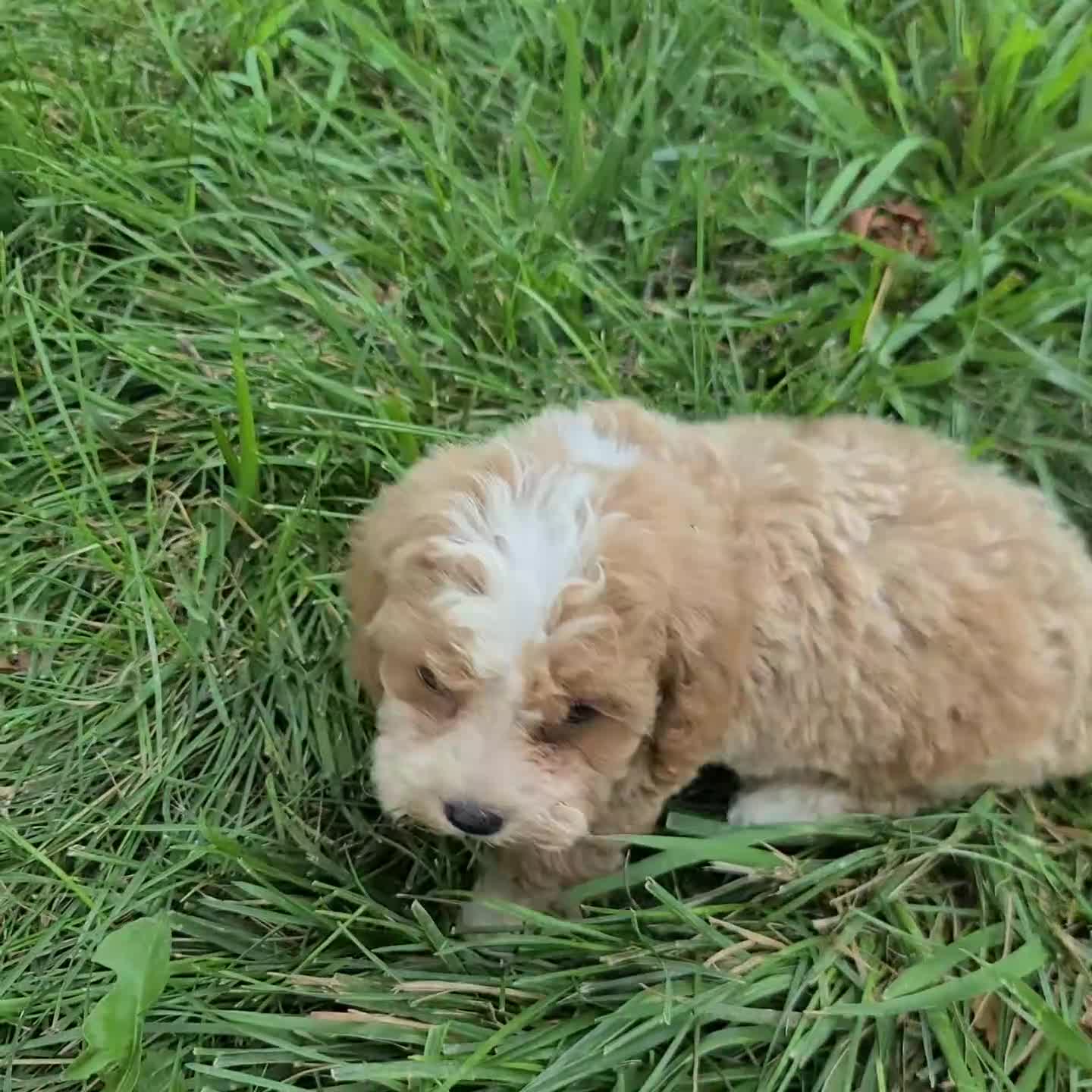 Miniature Poodle dogs for sale: Lila - Video 1