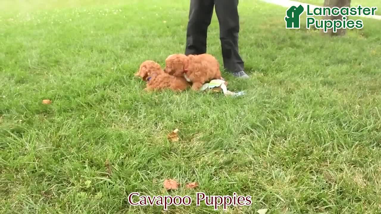 Cavapoo dogs for sale: Parker - Video 1