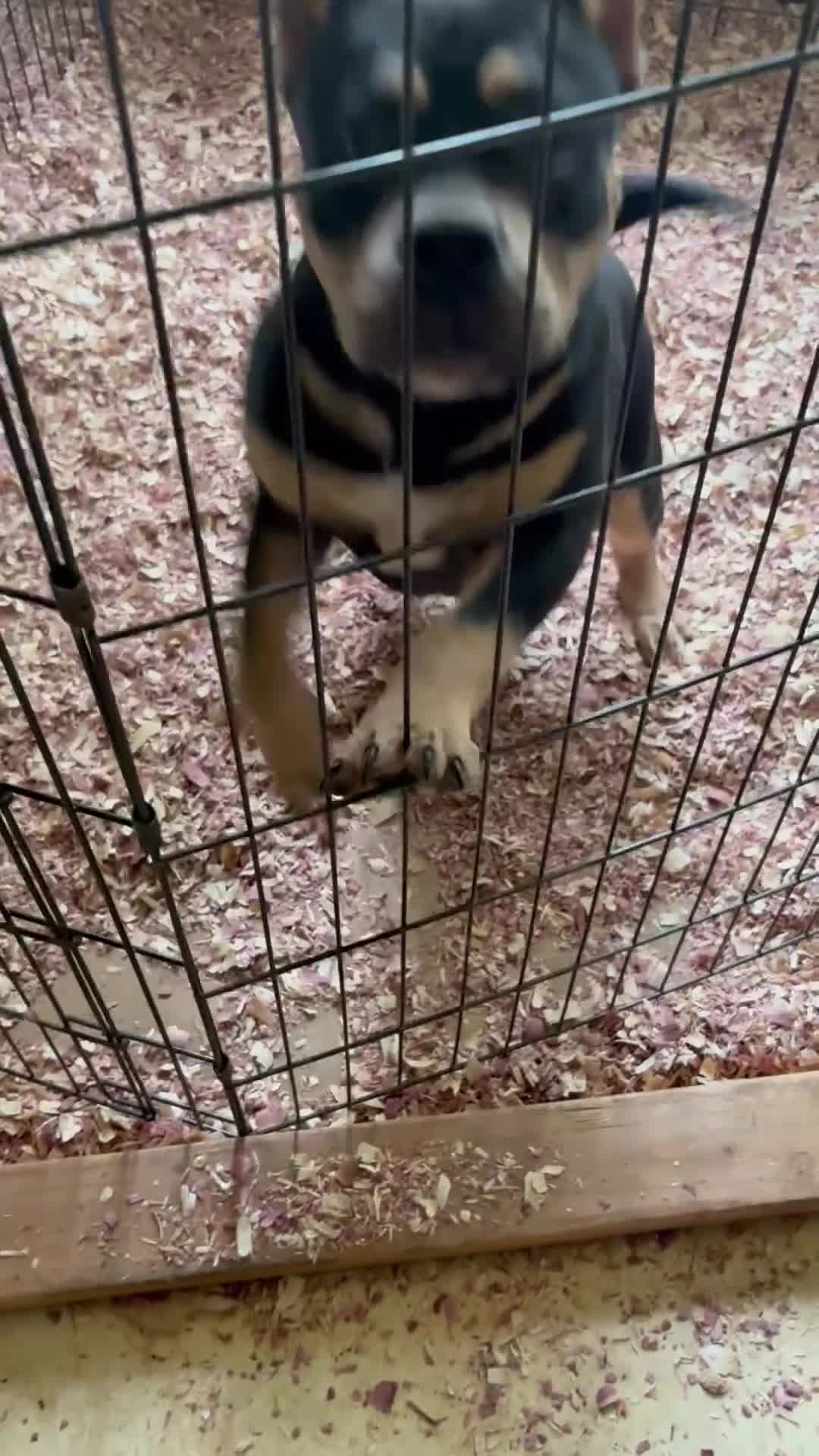 American Bully dogs for sale: American Bully Puppy 1 - Video 1