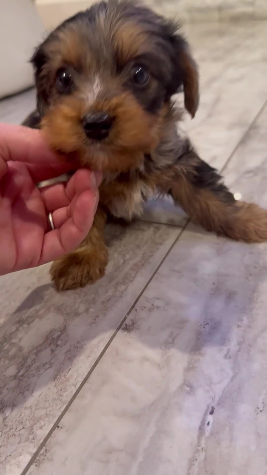 Yorkshire Terrier dogs for sale: Yorkshire Terrier Puppy 1 - Video 1