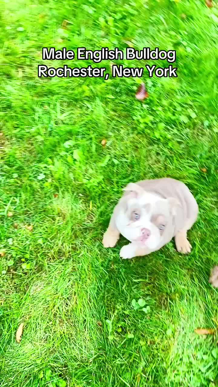 English Bulldog dogs for sale: Dicky - Video 1