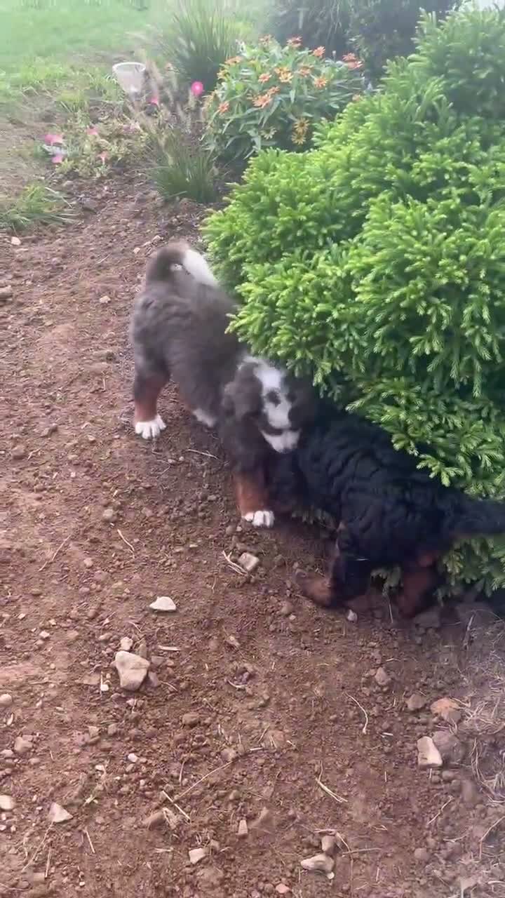 Mini Bernedoodle dogs for sale: Leo - Video 1