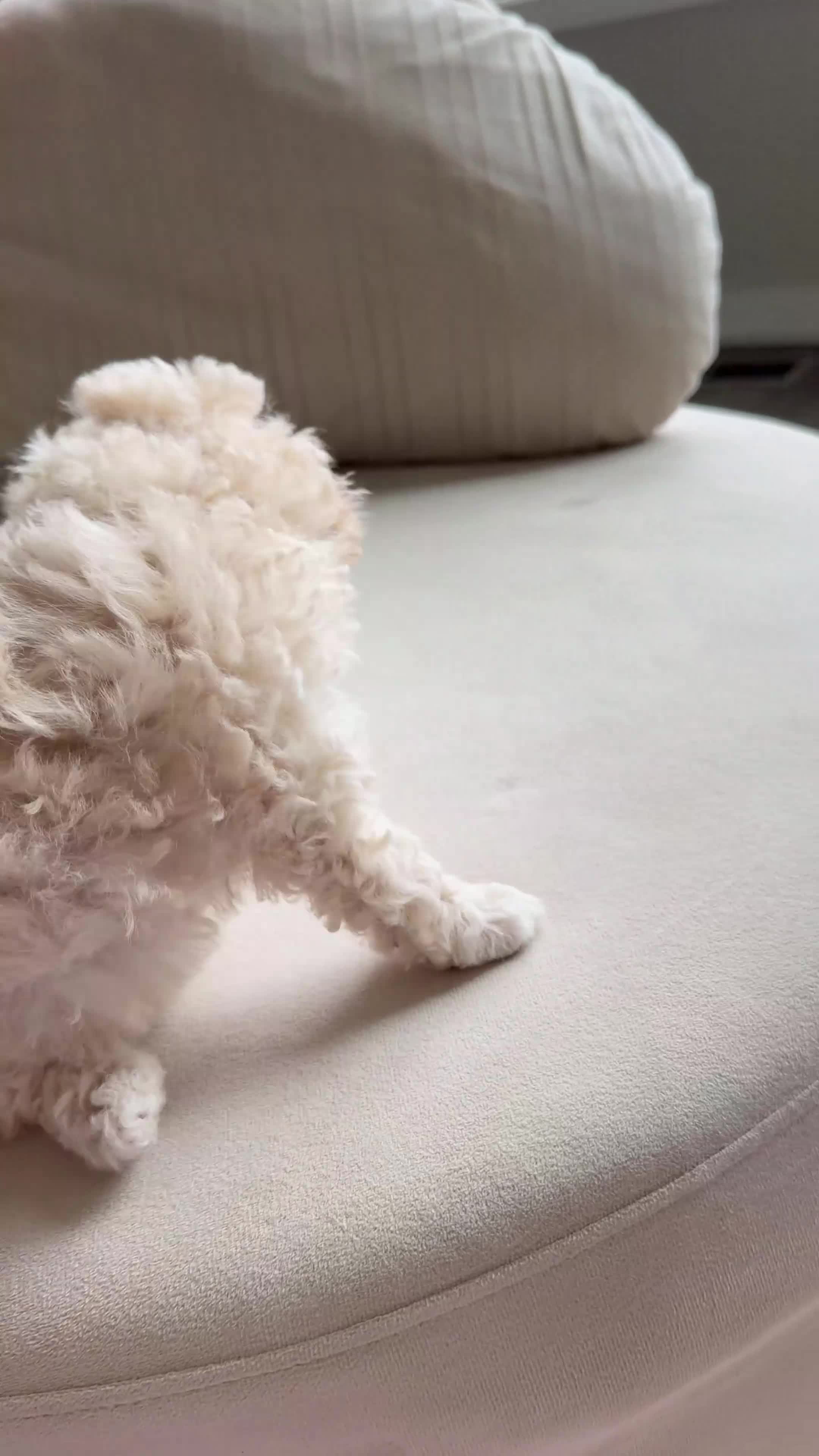 Bichpoo dogs for sale: Bichpoo 1 - Video 1