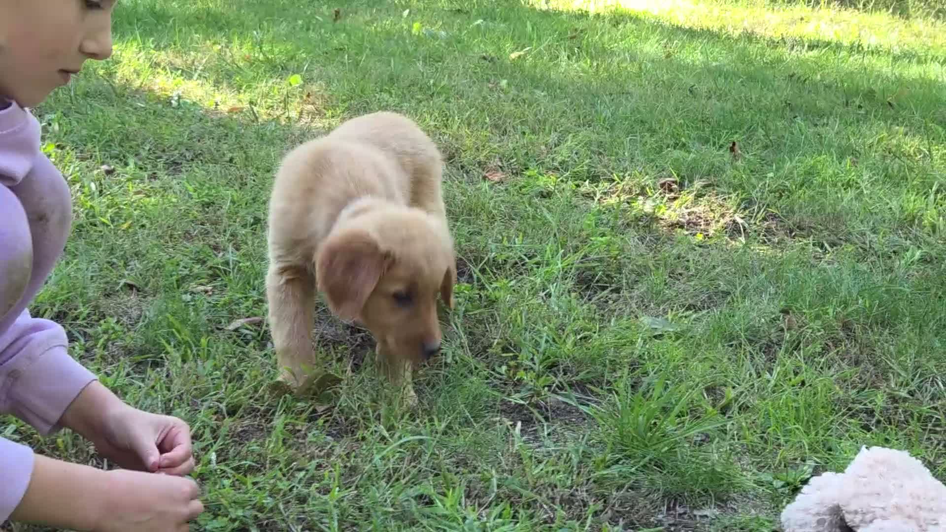 Golden Retriever dogs for sale: Amy Golden Retriever  - Video 1