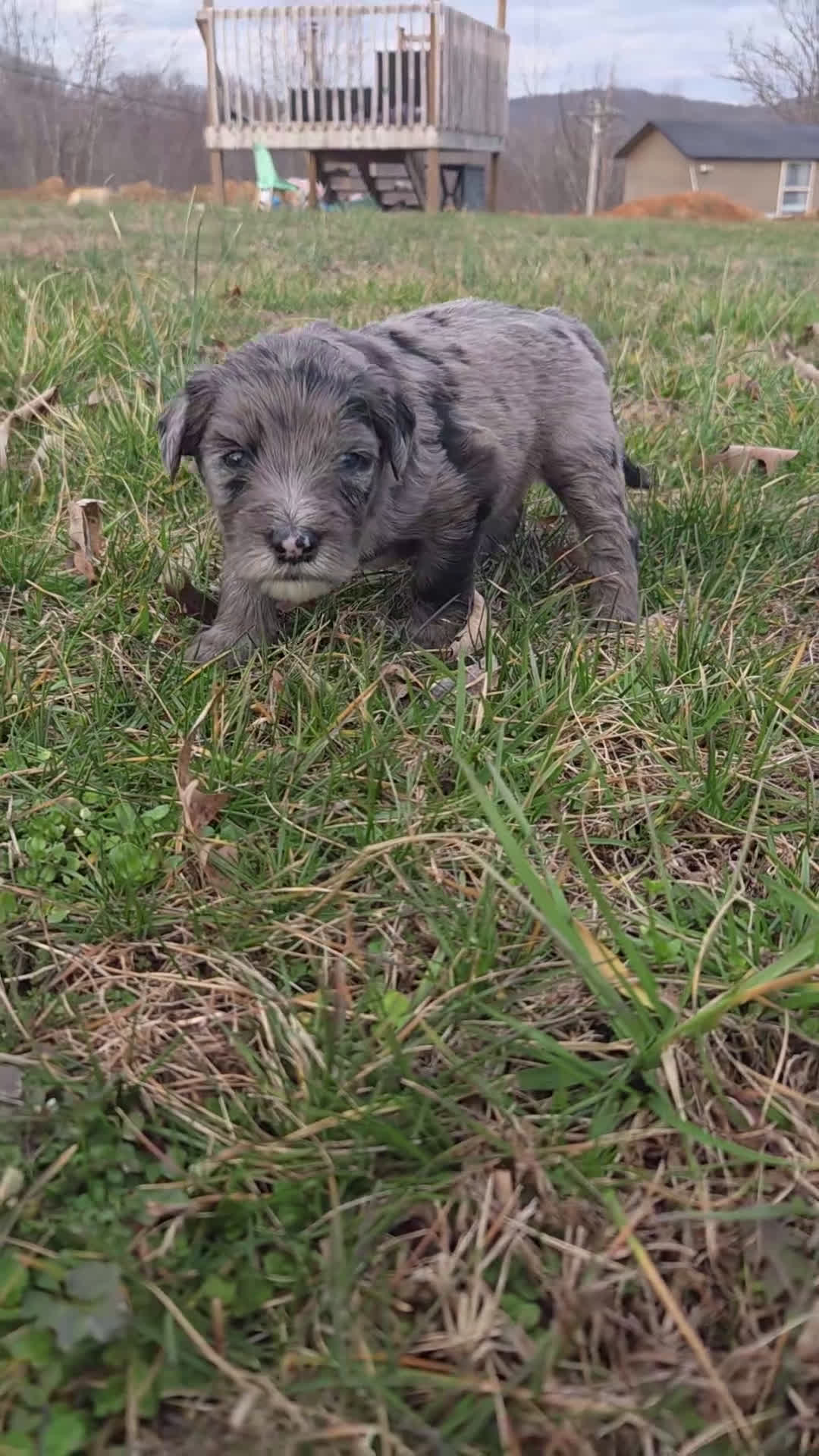 Mini Aussiedoodle dogs for sale: Cupid - Video 1