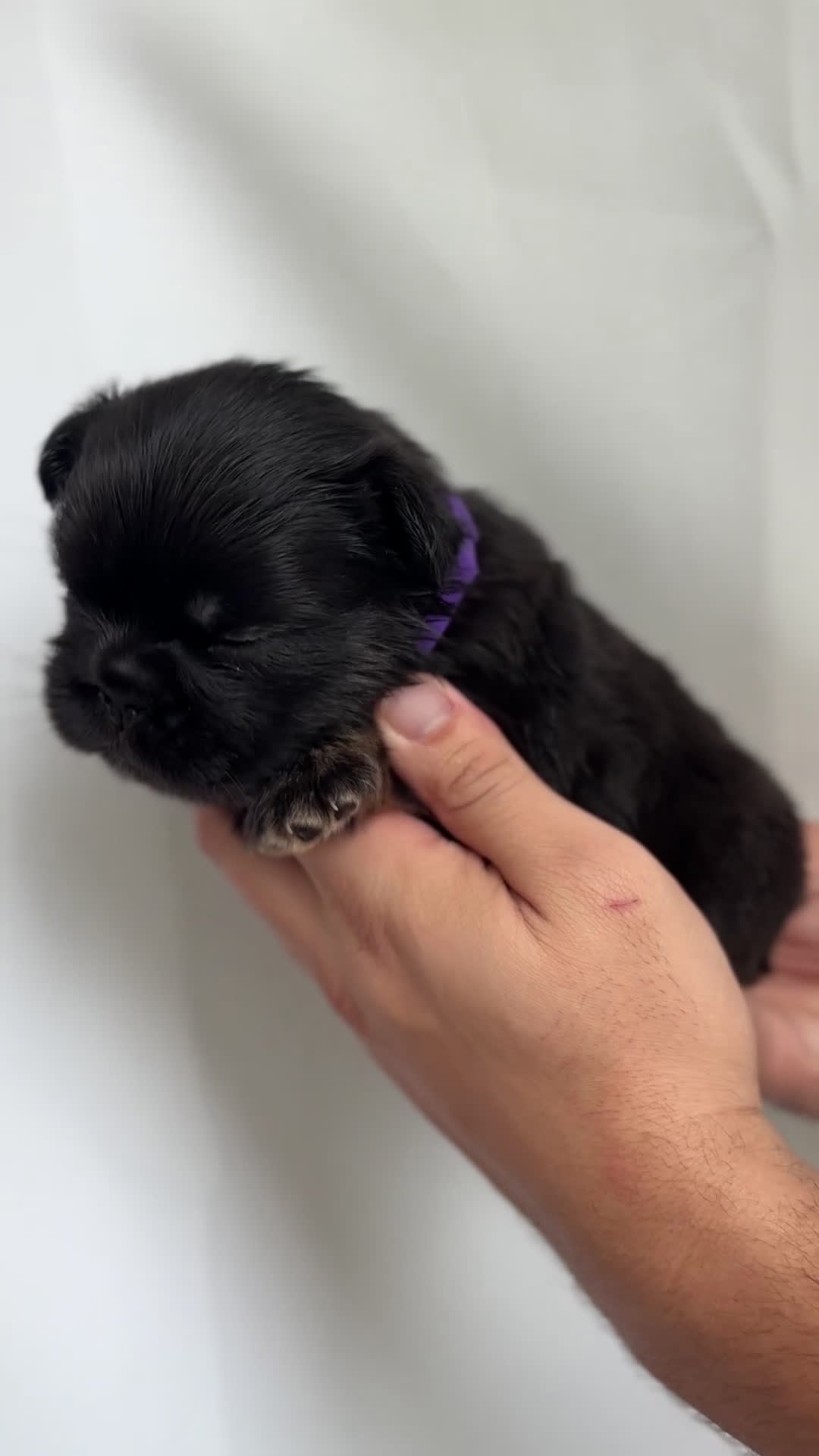 French Bulldog dogs for sale: Sky - Video 2