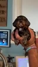Mixed Breed dogs for sale: Mixed Breed 3 - Video 1
