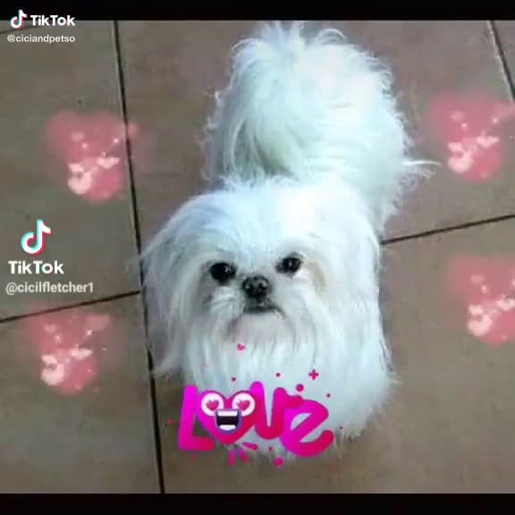 Mixed Breed dogs for sale: Mixed Breed Puppy 1 - Video 1