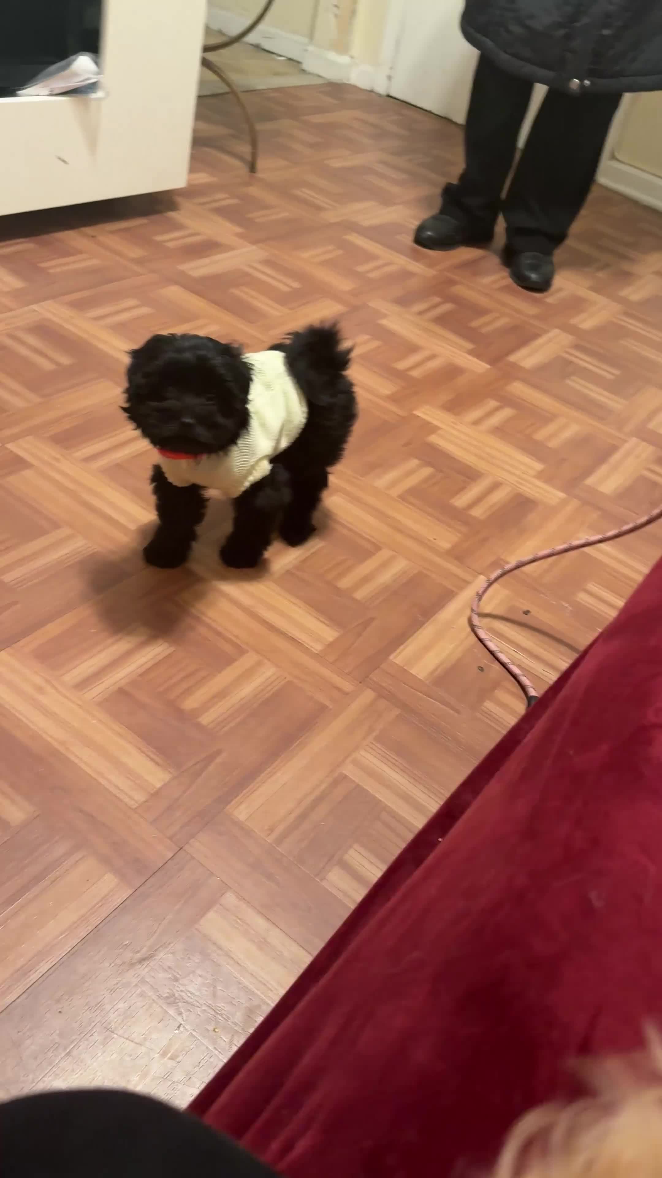 Pomapoo dogs for sale: Cheerio - Video 3