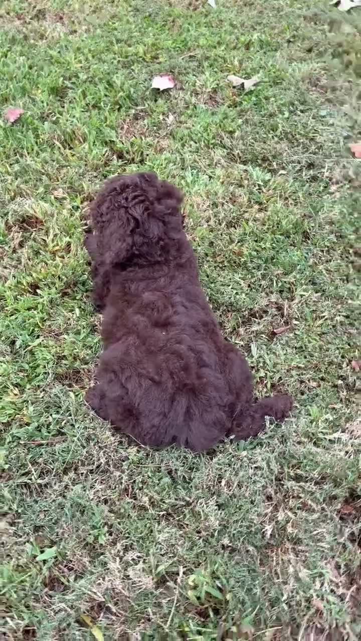 Goldendoodle dogs for sale: Passion - Video 1