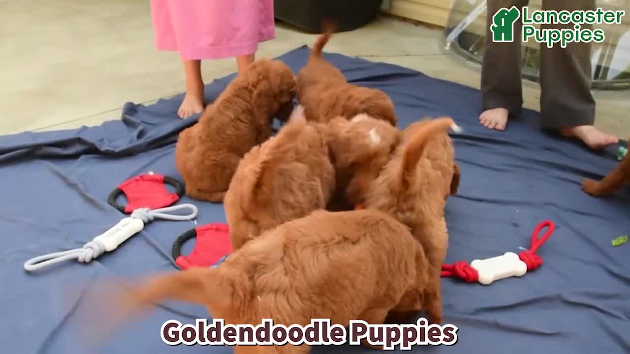 Goldendoodle dogs for sale: Parker - Video 1
