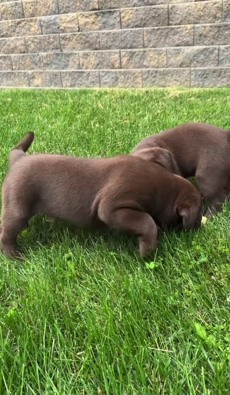 Labrador Retriever dogs for sale: Dandy - Video 1