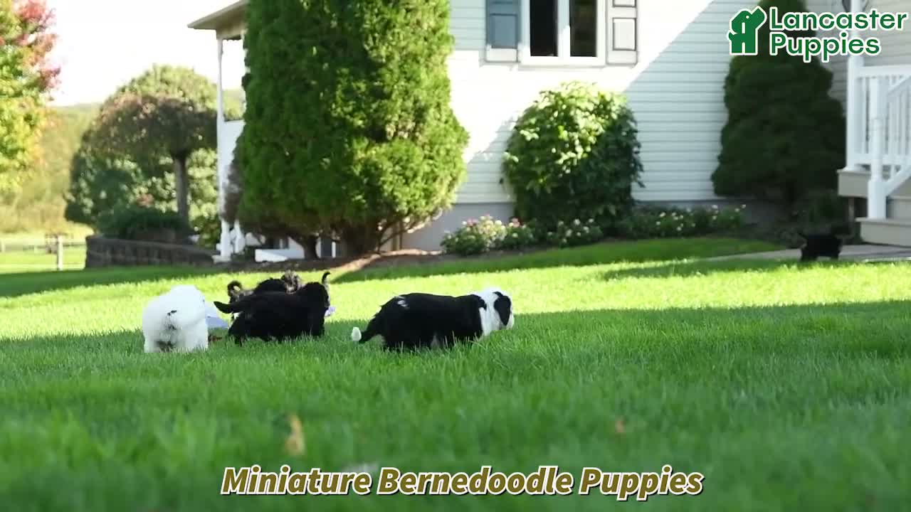 Mini Bernedoodle dogs for sale: Target - Video 1