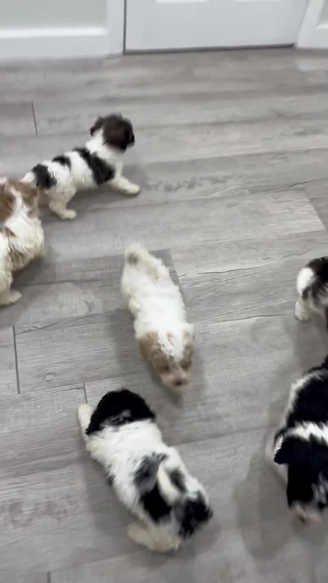 Miniature Poodle dogs for sale: Domino - Video 2