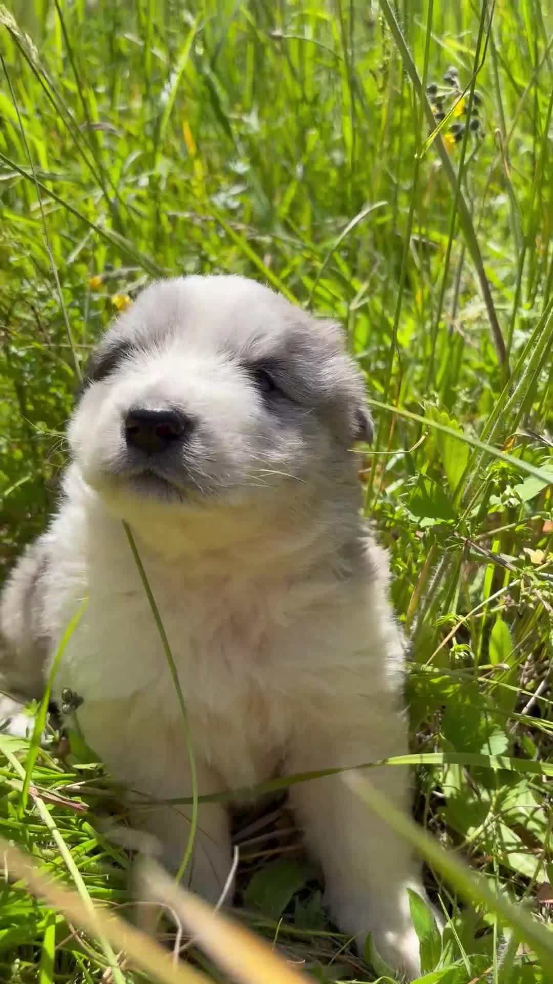 Mixed Breed dogs for sale: Arthur - Video 1