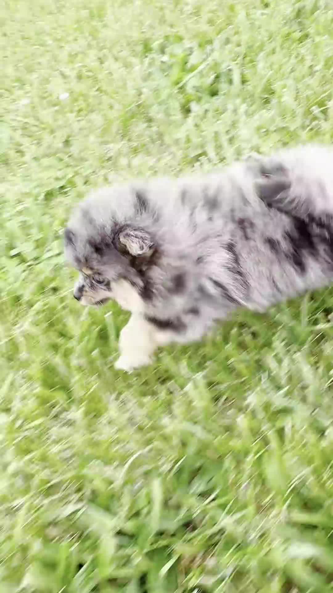 Pomeranian dogs for sale: Diego AKC - Video 1