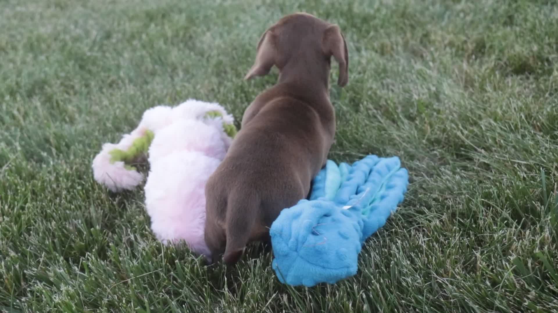Dachshund dogs for sale: Mocha - Video 1