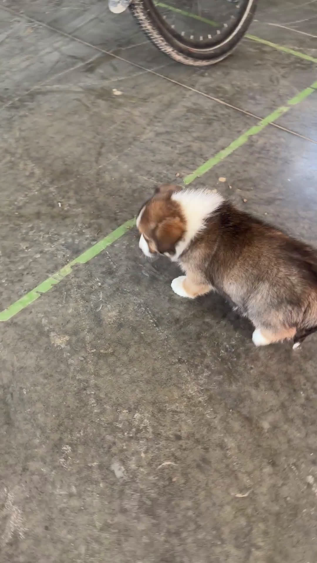 Mixed Breed dogs for sale: Duke - Video 1