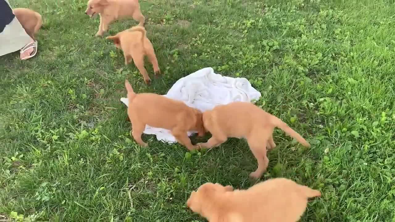 Golden Retriever dogs for sale: Tucker - Video 1