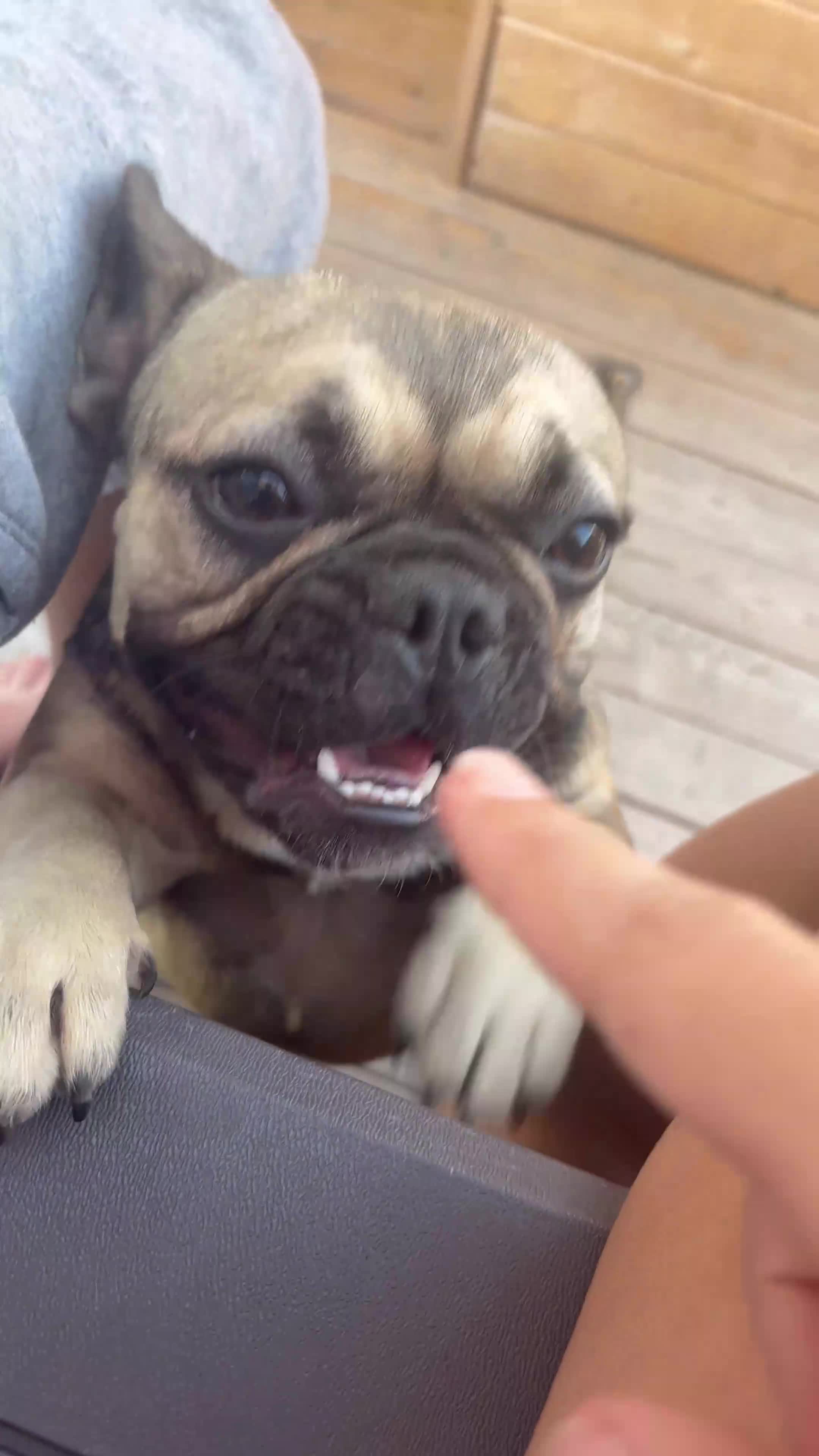French Bulldog dogs for sale: Vanessa - Video 1
