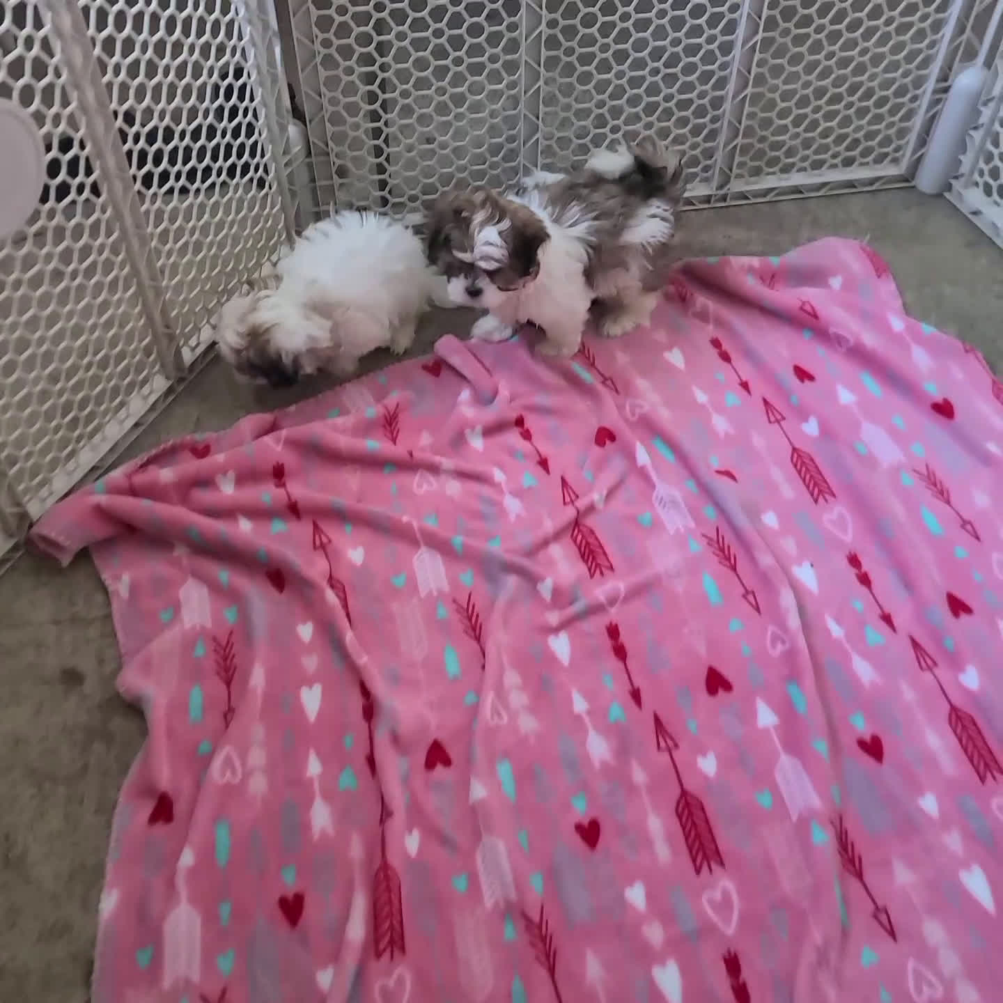 Teddy Bear dogs for sale: Ellie - Video 1