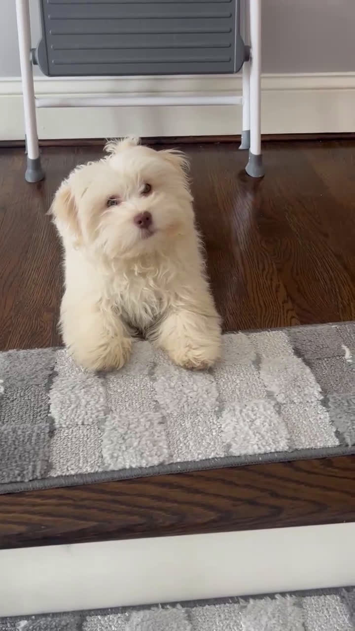 Havanese dogs for sale: Ollie Havanese Puppy – 3.5 Months Old – Loving & Playful - Video 1