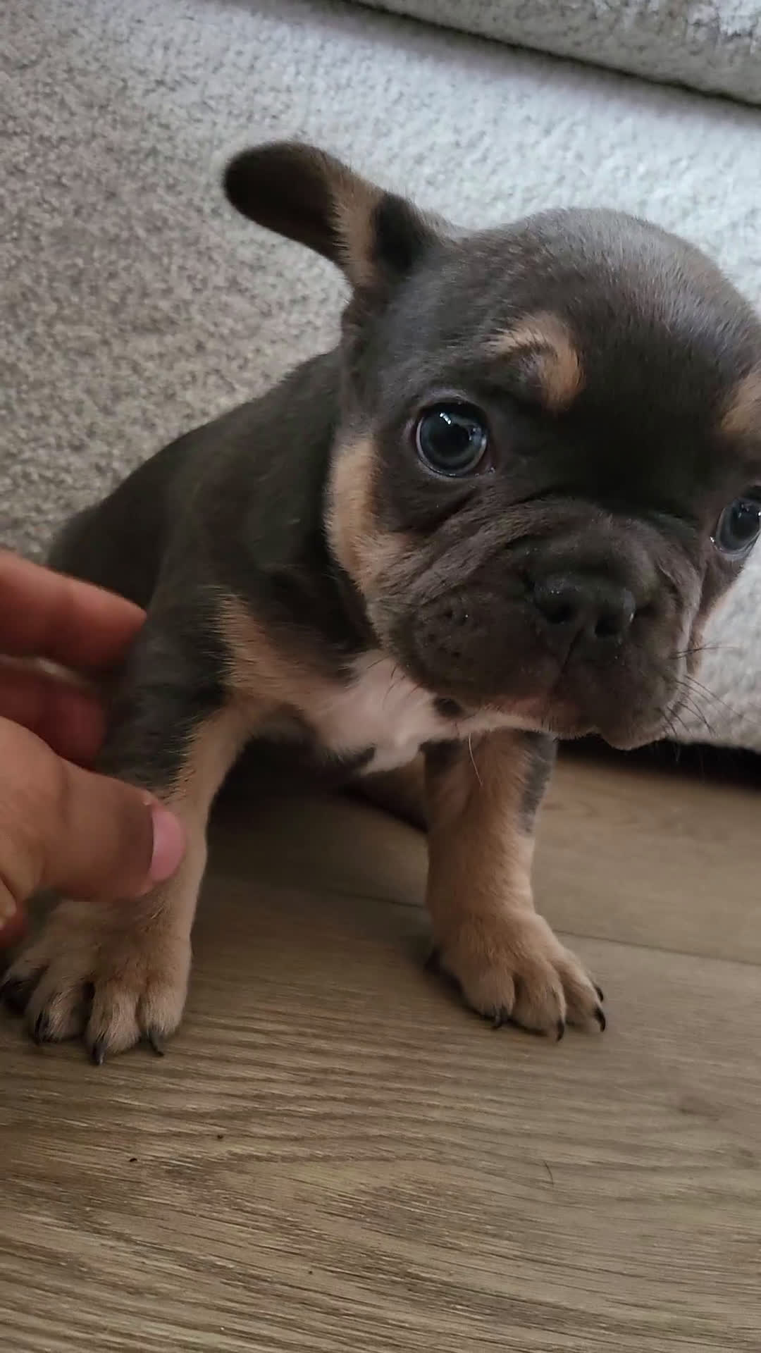 French Bulldog dogs for sale: Stormie - Video 2
